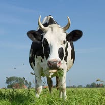 Økologisk ost - Vegetarisk Ost Økologisk ost - Vegetarisk Ost